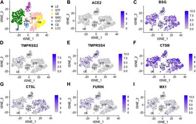 Comprehensive molecular expression profiling of SARS-CoV-associated factors in the endometrium across the menstrual cycle and elevated susceptibility in women with recurrent pregnancy loss